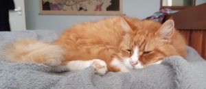 Sleeping Ginger Cat